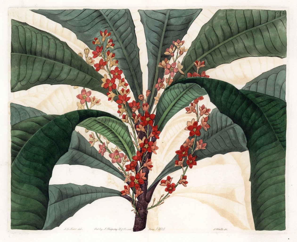 Clavija Variety - Gravírovaný talíř od S.Watts, z ilustrace I.J. Hart, z Botanického registru Sydenham Edwards (1768-1819), Anglie od Sydenham Teast Edwards