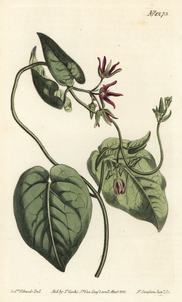Mléko popínavé, Matelea obliqua (cynanchum virginský, Cynanchum discolor). Ručně kolorovaná mědirytina F. Sansom Jr. podle ilustrace Sydenhama Edwardse z William Curtis