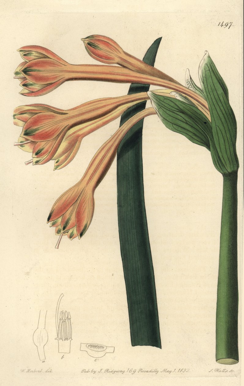 Clinanthus fulvus (Tawny coburgia, Coburgia fulva). Ručně kolorovaná mědirytina S. Wattse podle ilustrace Williama Herberta z Sydenham Edwards