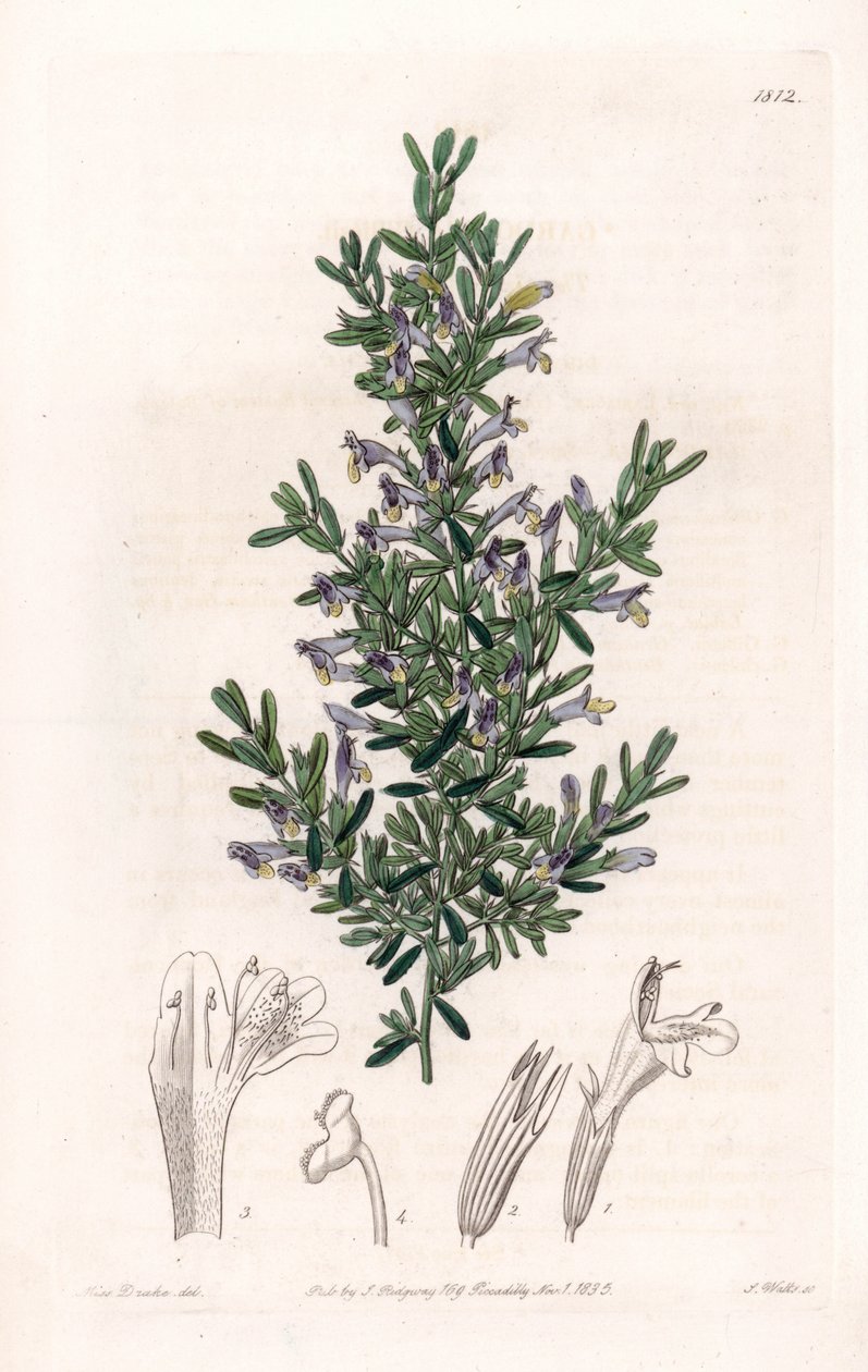 Clinopodium Variete - Talíř vyrytý S. Wattsem, z ilustrace Sarah Anne Drake (1803-1857), z Botanického registru Sydenham Edwards (1768-1819), Anglie od Sydenham Teast Edwards