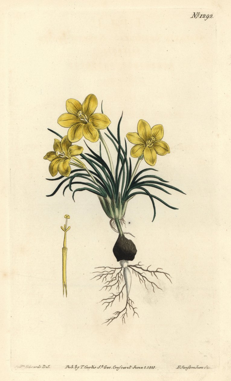 Hodina, Moraea fugacissima (galaxia úzkolistá, Galaxia graminea). Ručně kolorovaná mědirytina F. Sansom Jr. podle ilustrace Sydenhama Edwardse z William Curtis