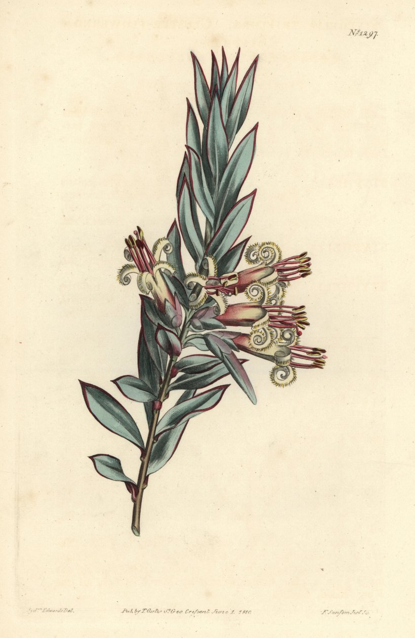 Cluster flowered styphelia, Styphelia triflora. Ručně kolorovaná mědirytina F. Sansom Jr. podle ilustrace Sydenhama Edwardse z William Curtis