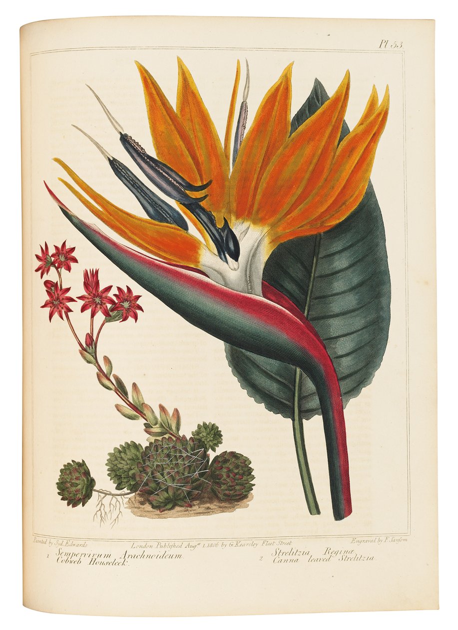 Pavučina Houseleek a Canna Leaved Strelitzia, 1806 od Sydenham Teast Edwards