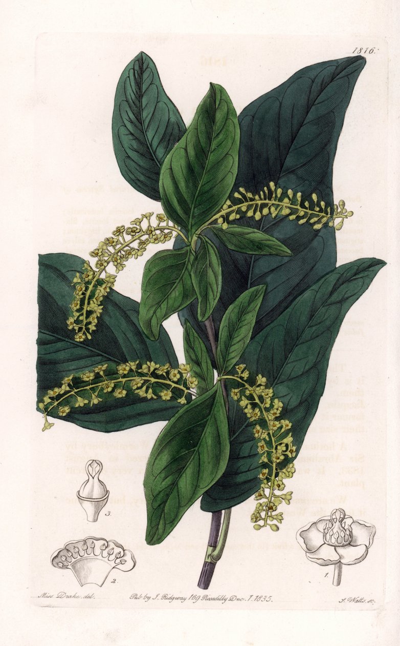 Odrůda Coccoloba, původem ze Západní Indie - vyryl S. Watts, z ilustrace Sarah Anne Drake (1803-1857), z Botanického registru Sydenham Edwards (1768-1819), Anglie od Sydenham Teast Edwards