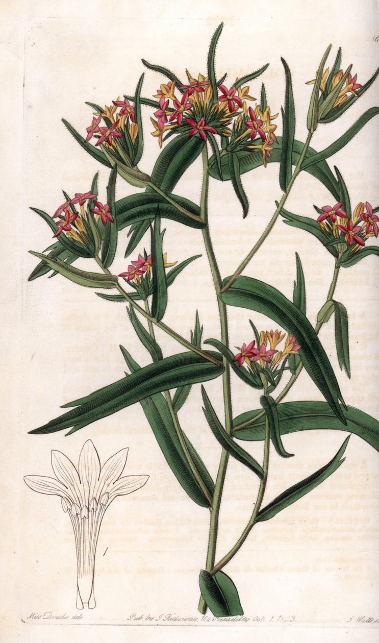 Collomia neon - Talíř vyrytý S. Wattsem, z ilustrace Sarah Anne Drake (1803-1857), z Botanického registru Sydenham Edwards (1768-1819), Anglie od Sydenham Teast Edwards