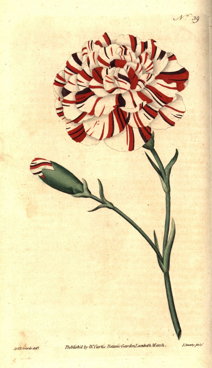 Hvozdík obecný, hvozdík květinový nebo hvozdík hřebíčkový - Franklinův tatarák, karafiát šarlatový bizarní, Dianthus caryophyllus. Ručně kolorovaná mědirytina od Jamese Sowerbyho podle botanické ilustrace Sydenhama Edwardse z The Bota od Williama Curtise od Sydenham Teast Edwards