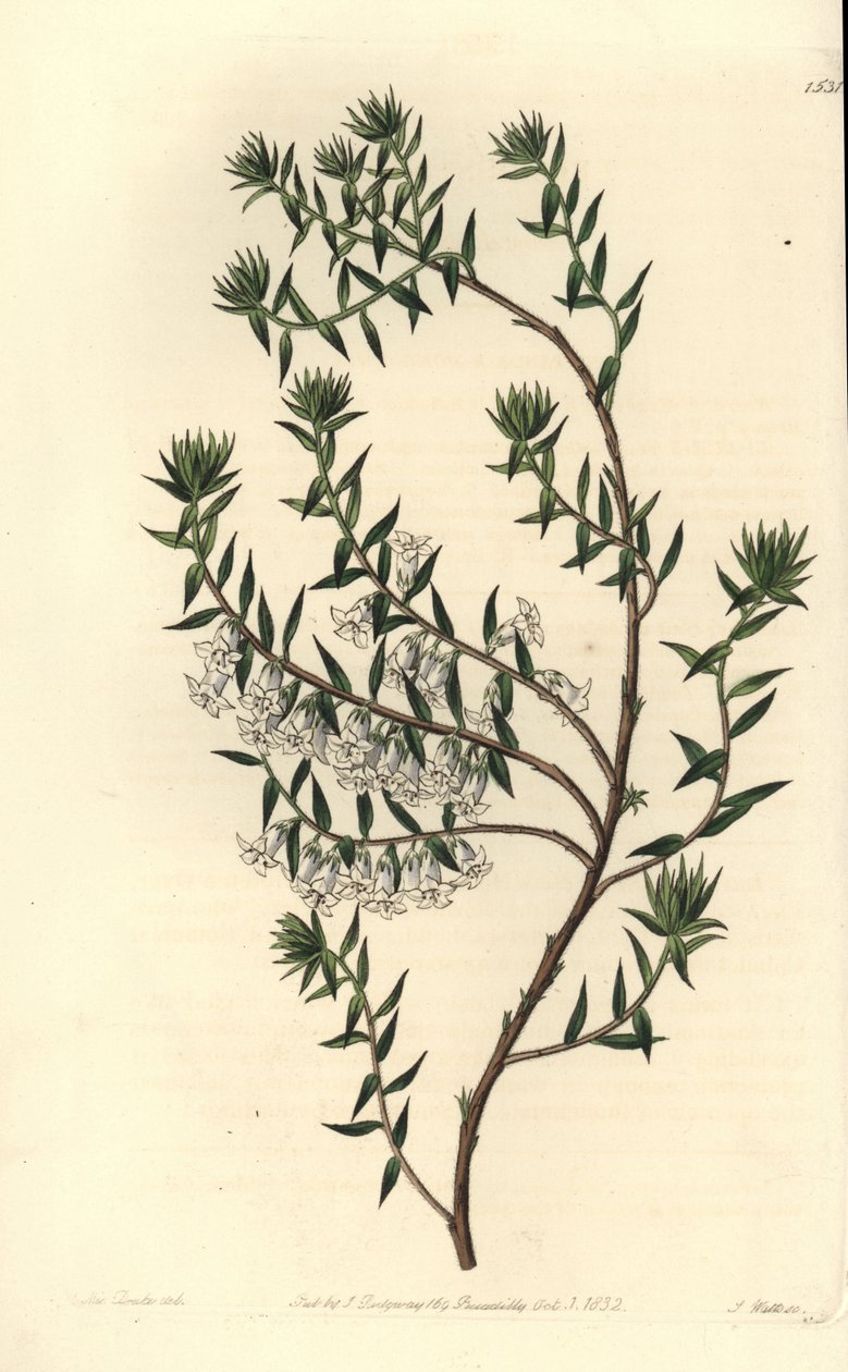 Vřesovec obecný, Epicris impressa (Epacris nivalis, Epicris nivalis). Ručně kolorovaná mědirytina od S. Wattse podle ilustrace slečny Sarah Drakeové z botanického registru Sydenhama Edwardse, Ridgeway, Londýn od Sydenham Teast Edwards
