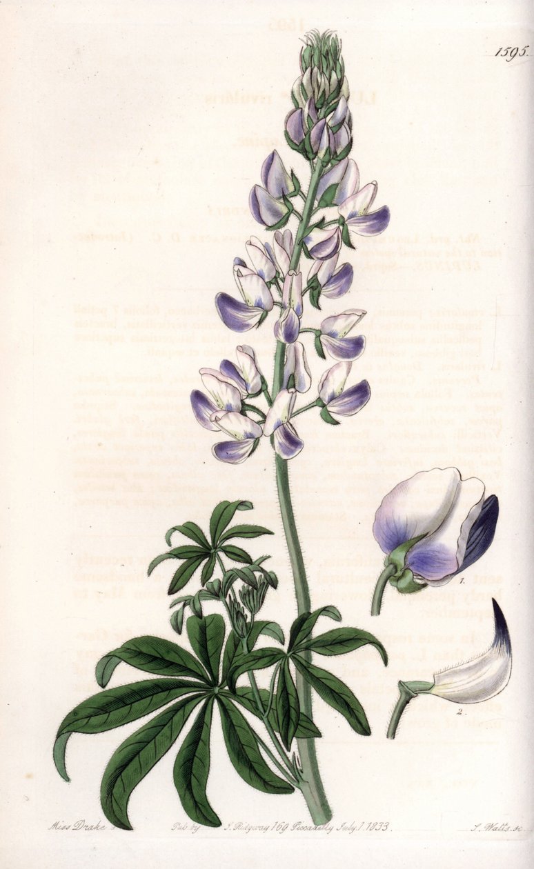 Vlčí bob obecný - rytá deska od S. Wattse, z ilustrace Sarah Anne Drake (1803-1857), z Botanického registru Sydenham Edwards (1768-1819), Anglie od Sydenham Teast Edwards