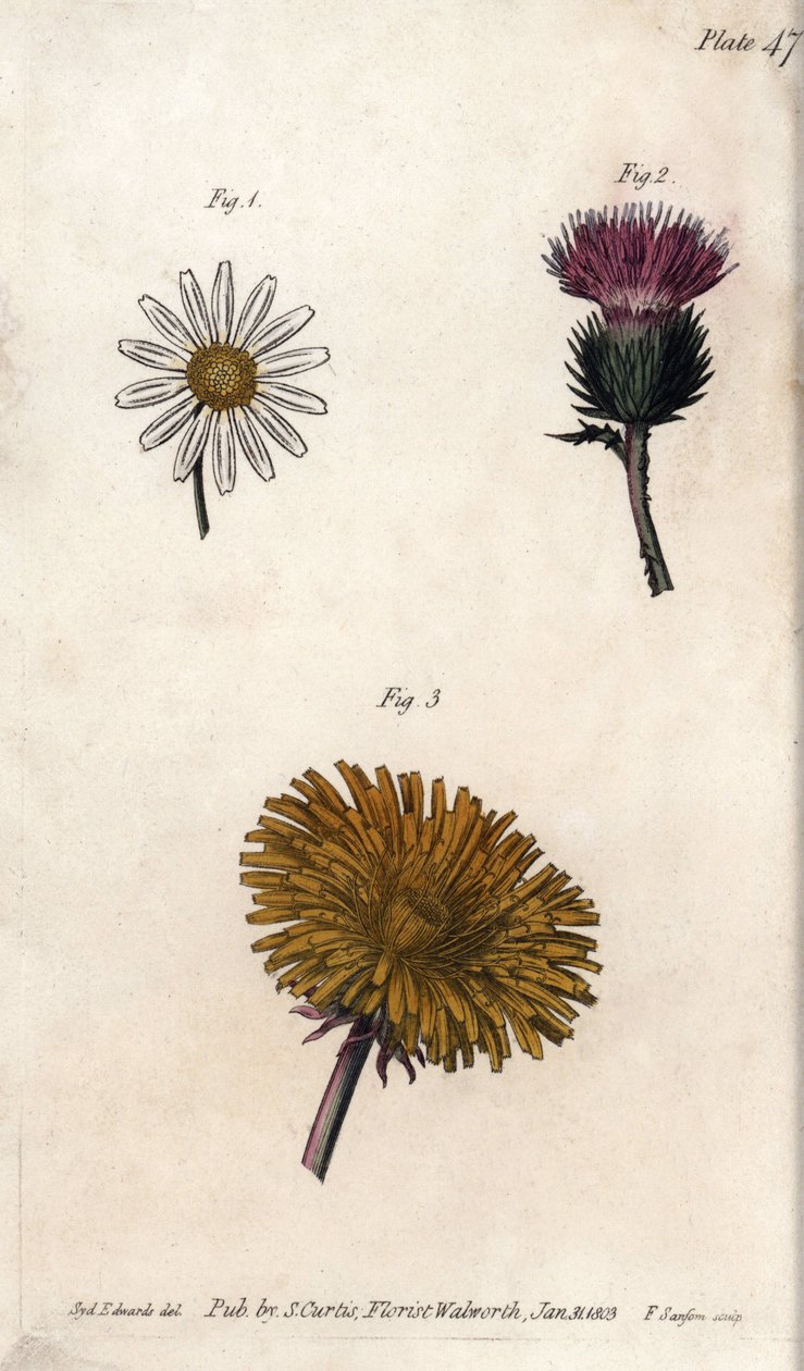 Složené květiny: prepacket, oslí bodlák (nebo nepravý akant onopordum) a pampeliška. Barevná mědirytina, ilustrace Sydenham Edwards (1768-1819) pro Conference of Botanical, Botanická zahrada Lambeth (Anglie) od Sydenham Teast Edwards