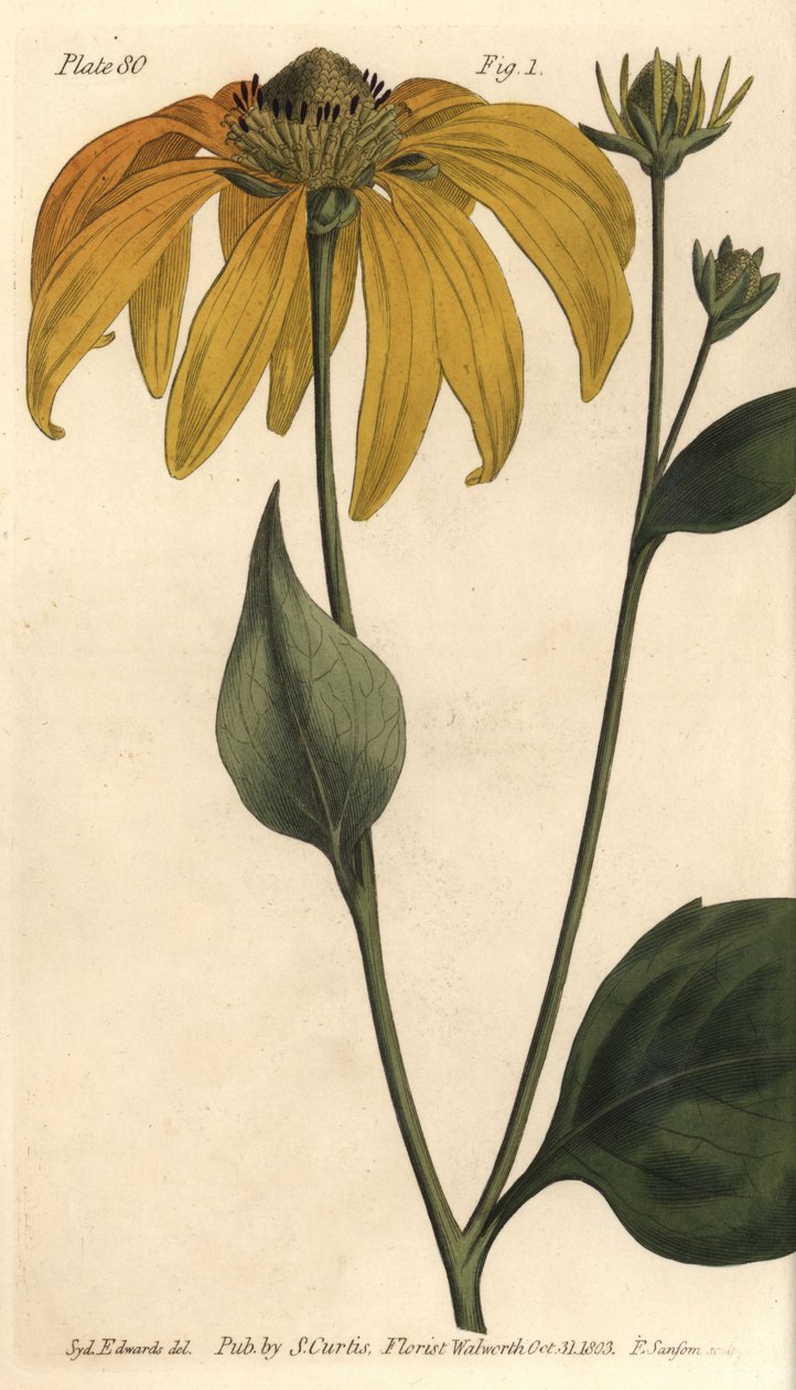 Třapatka nebo černooká susan, Rudbeckia hirta, Polygamia frustranea. Ručně kolorovaná mědirytina F. Sansoma botanické ilustrace Sydenhama Edwardse pro přednášky Williama Curtise o botanice, které byly dodány v Botanické zahradě v Lambeth od Sydenham Teast Edwards