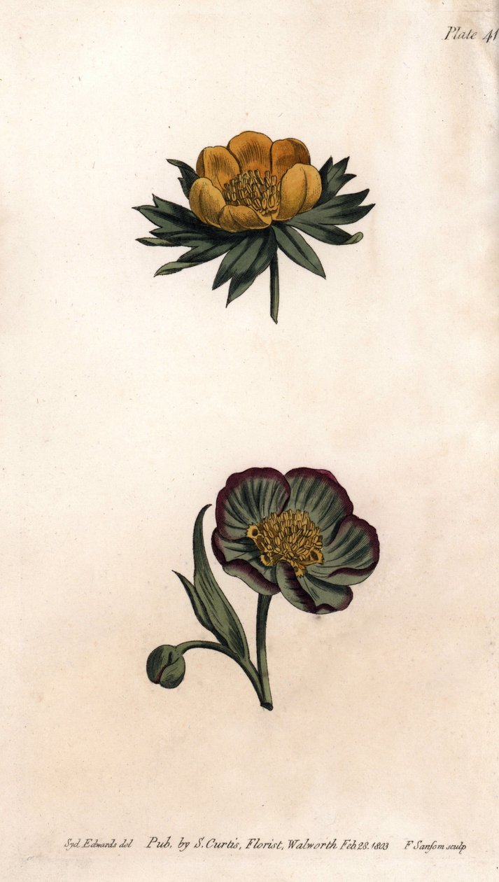 Corolla zimní eranth (nebo čemeřice nebo zimní oměj) a čemeřice fetide. Barevná mědirytina, ilustrace Sydenham Edwards (1768-1819) pro Conference of Botanical, Botanická zahrada Lambeth (Anglie) od Sydenham Teast Edwards