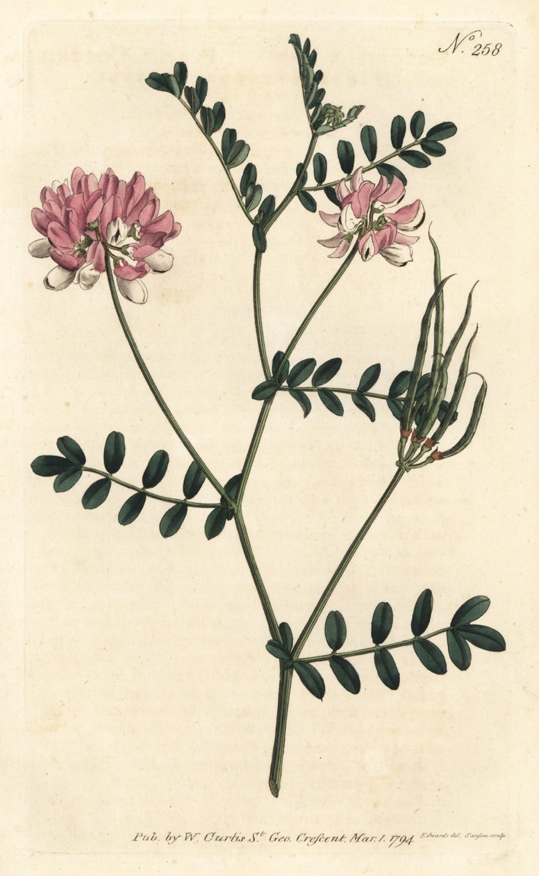 Coronilla bigaree - vikve fialová, Securigera varia (Purple coronilla, Coronilla varia). Ručně kolorovaná mědirytina od Sansom podle ilustrace Sydenhama Edwardse z William Curtis
