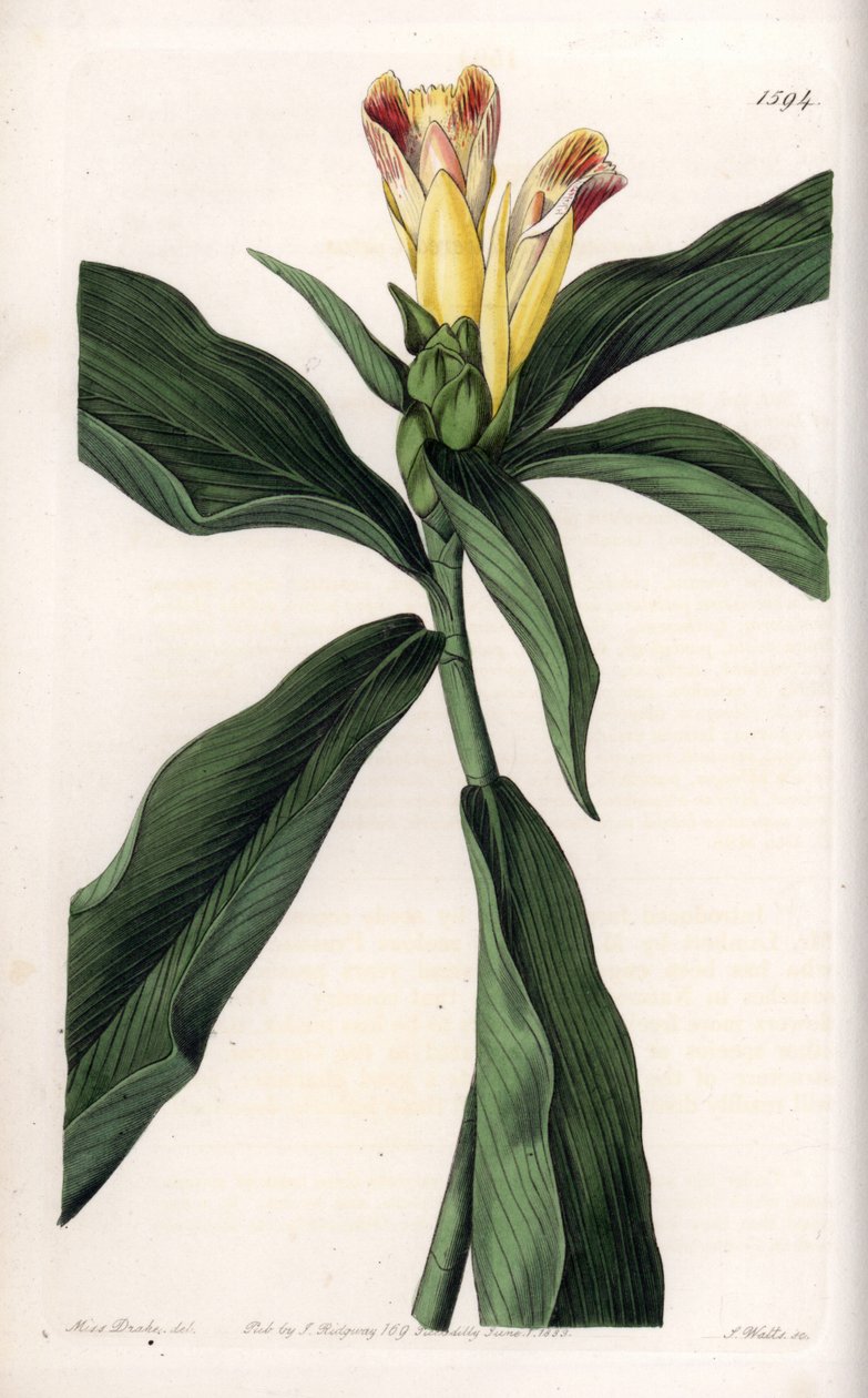 Costus Variete - Talíř vyrytý S. Wattsem, z ilustrace Sarah Anne Drake (1803-1857), z Botanického registru Sydenham Edwards (1768-1819), Anglie od Sydenham Teast Edwards