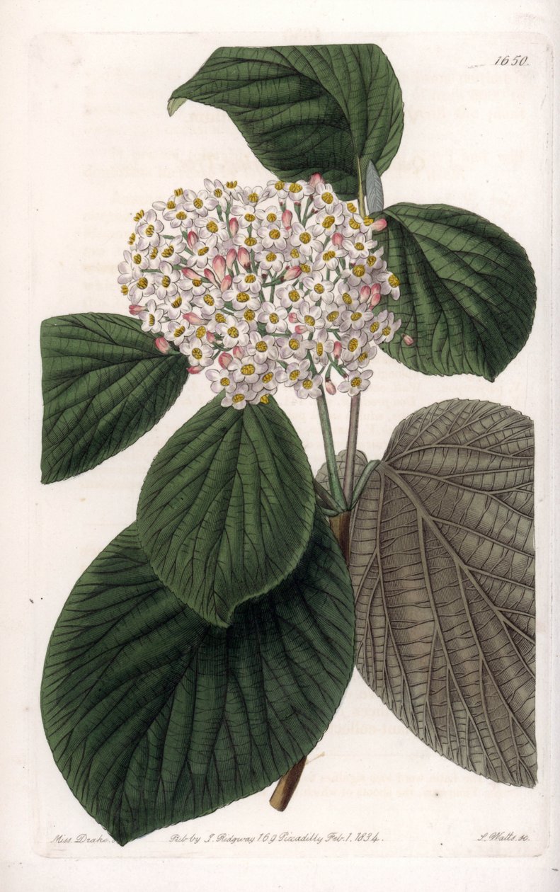 Cotton Viorne - rytá deska od S. Wattse, z ilustrace Sarah Anne Drake (1803-1857), z botanického registru Sydenham Edwards (1768-1819), Anglie od Sydenham Teast Edwards