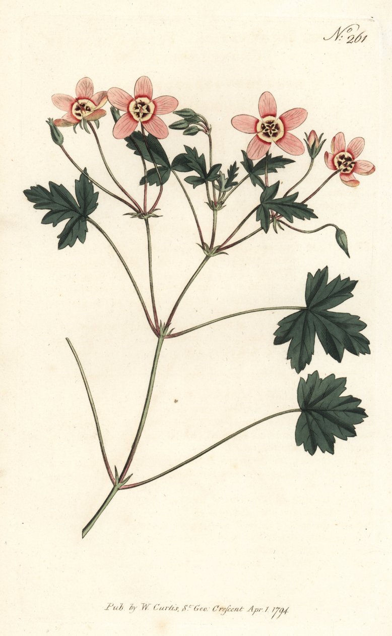 Jeřábovka (nebo čapí zobák) - Jeřábovka masově zbarvená, Erodium incarnatum. Ručně kolorovaná mědirytina od Sansom podle ilustrace Sydenhama Edwardse z William Curtis