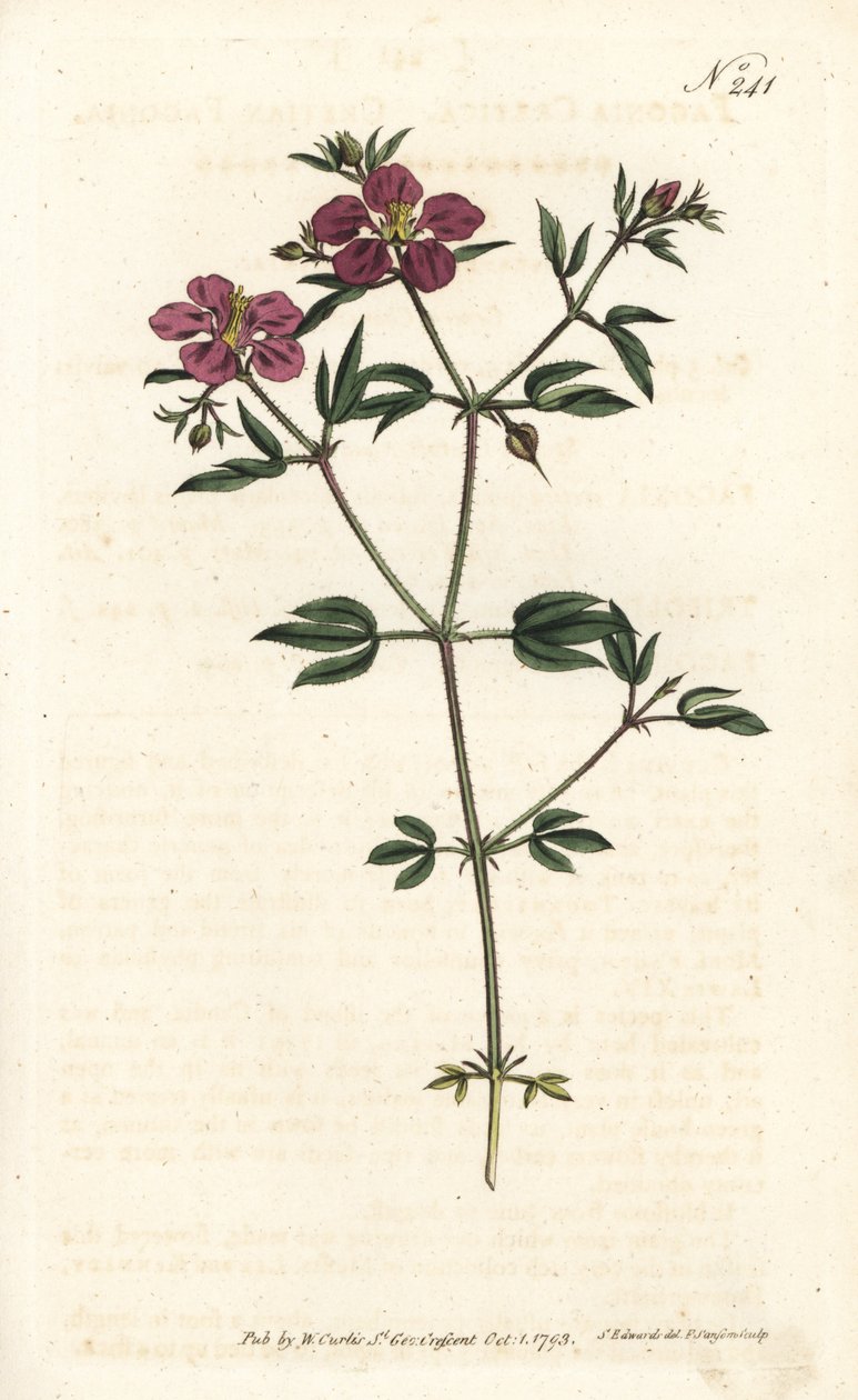 Kréta Fagonia - krétská fagonie, Fagonia cretica. Ručně kolorovaná mědirytina od Sansom podle ilustrace Sydenhama Edwardse rom Botanical Magazine Williama Curtise, Londýn od Sydenham Teast Edwards