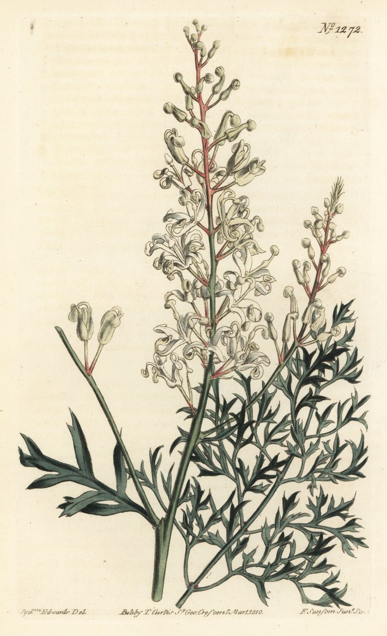 Vrásčitý keř neboli tansy - Vrásčitý keř nebo petržel kapradina (lomatia sirnatolistá), Lomatia silaifolia. Ručně kolorovaná mědirytina F. Sansom Jr. podle ilustrace Sydenhama Edwardse z William Curtis