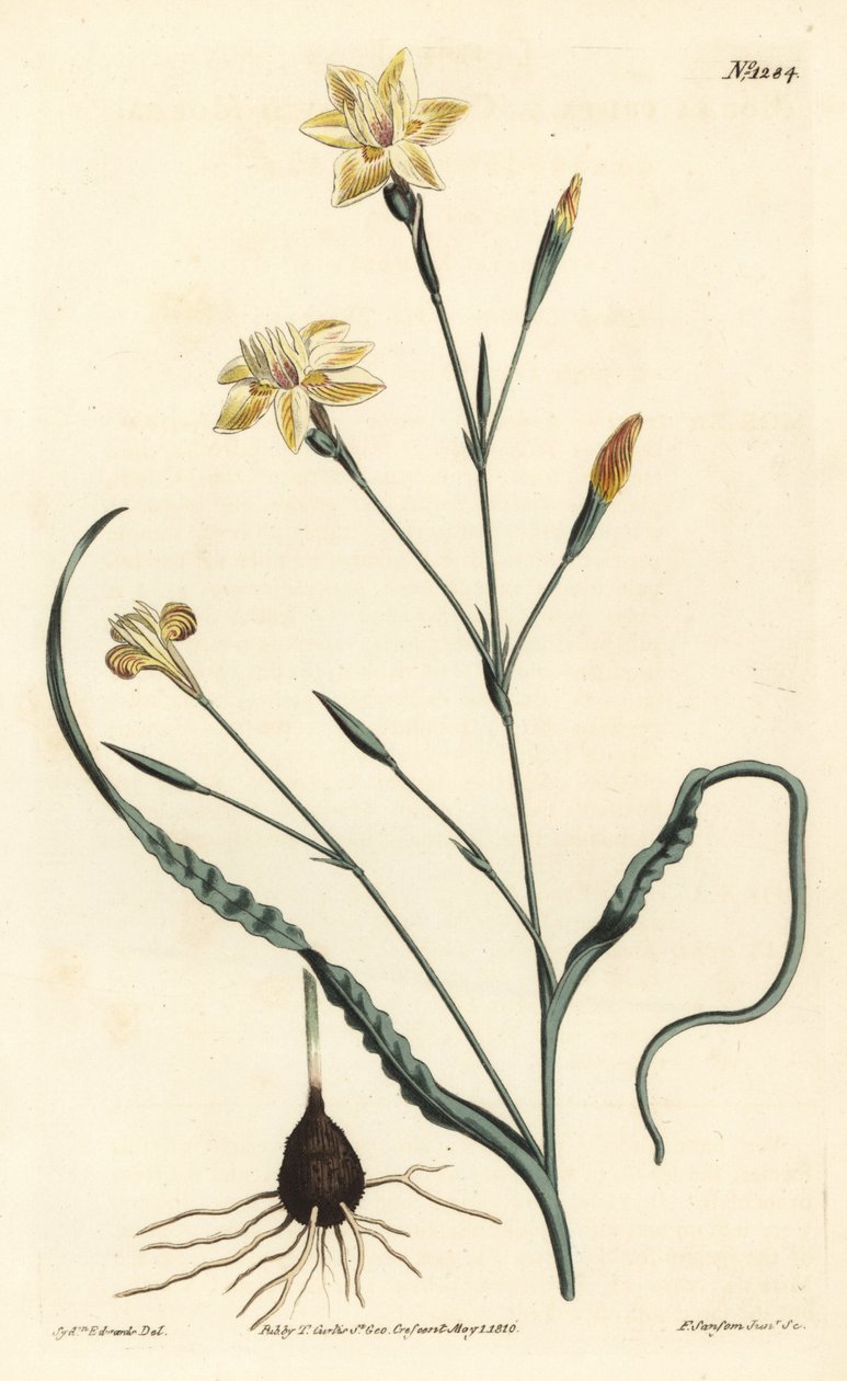 Moraea crispa stočená. Ručně kolorovaná mědirytina F. Sansom Jr. podle ilustrace Sydenhama Edwardse z William Curtis