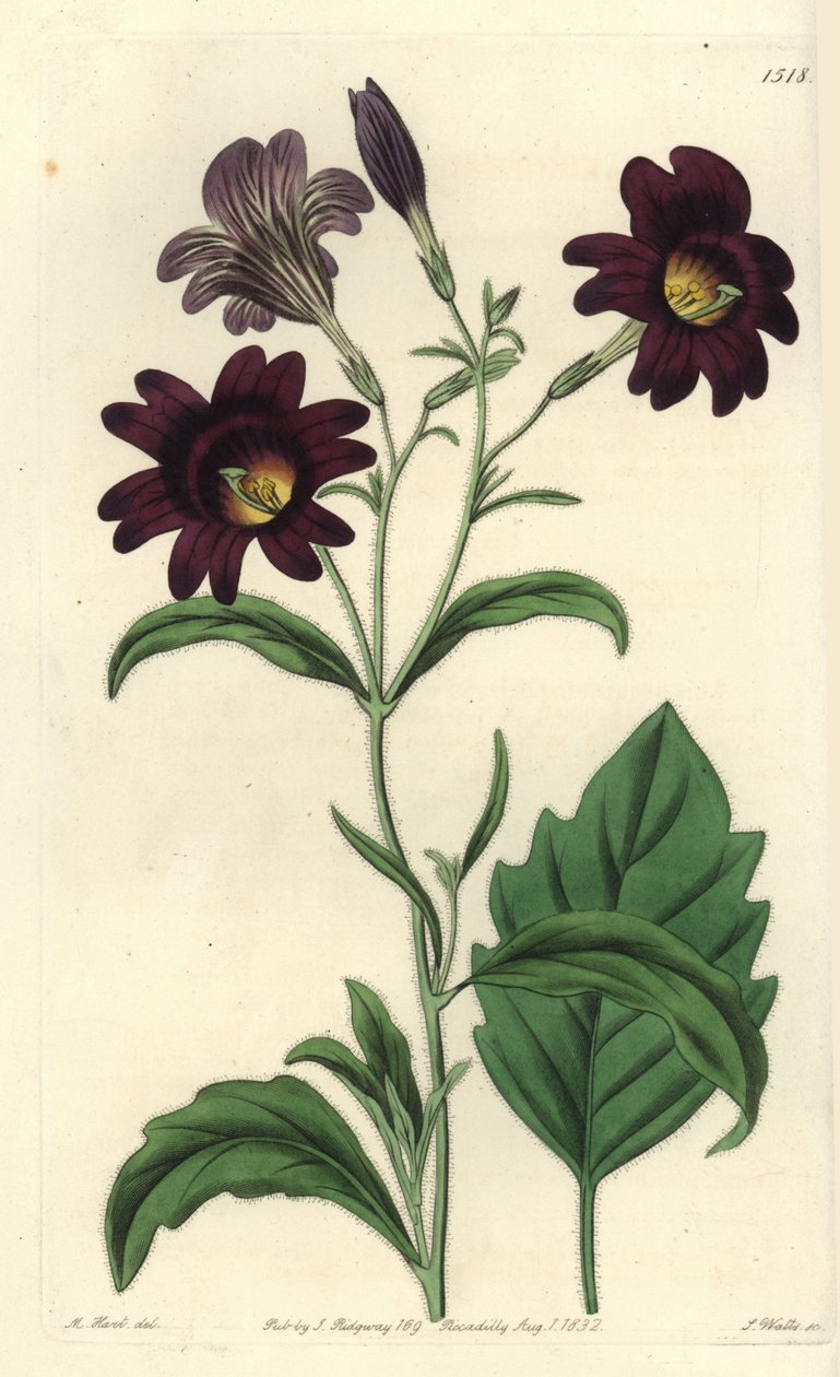 Curvy Salpiglossis - Malovaný jazyk, Salpiglossis sinuata (Salpiglossis tmavě fialová, Salpiglossis atropurpurea). Ručně kolorovaná mědirytina S. Wattse podle ilustrace M. Harta z Sydenham Edwards