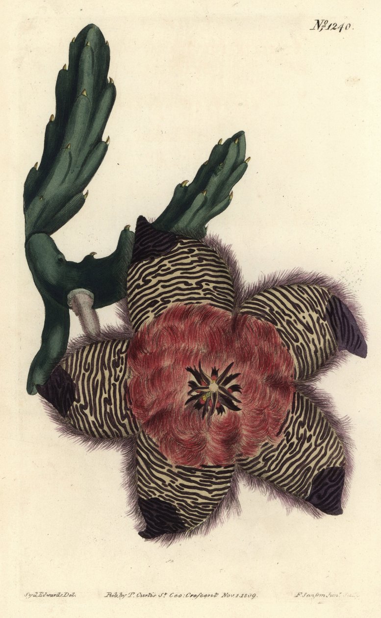 Polstrovaná stapelia, Stapelia pulvinata. Ručně kolorovaná mědirytina F. Sansom Jr. podle ilustrace Sydenhama Edwardse z William Curtis