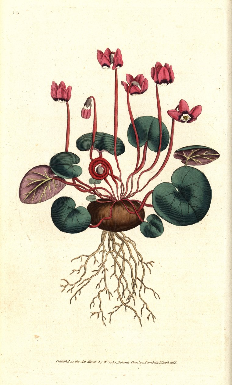 Cyclamen de Cos neboli Kavkaz - brambořík okrouhlolistý, Cyclamen coum. Ručně kolorovaná mědirytina podle botanické ilustrace Jamese Sowerbyho z The Botanical Magazine Williama Curtise, Lambeth Marsh, Londýn od Sydenham Teast Edwards
