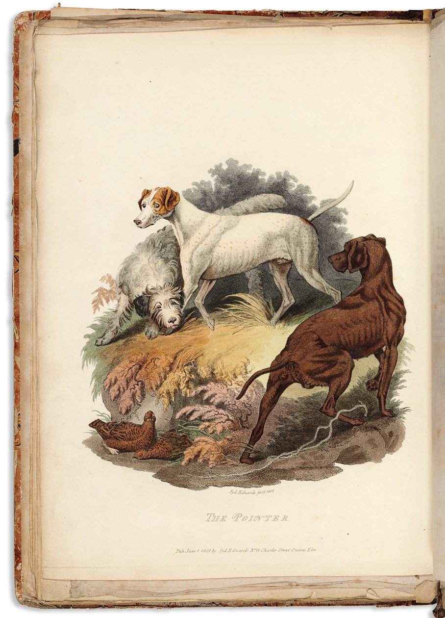 Cynographia Britannica: Skládající se z barevných rytin různých plemen psů existujících ve Velké Británii, 1800-05 od Sydenham Teast Edwards