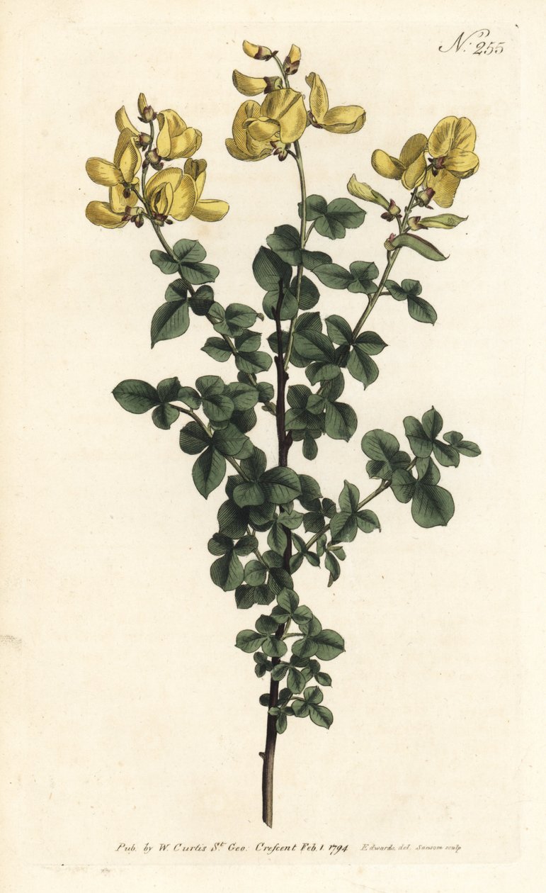 Cytisophyllum sessilifolium (Cytisus sessilifolius, Cytisus sessilifolius). Ručně kolorovaná mědirytina od Sansom podle ilustrace Sydenhama Edwardse z William Curtis