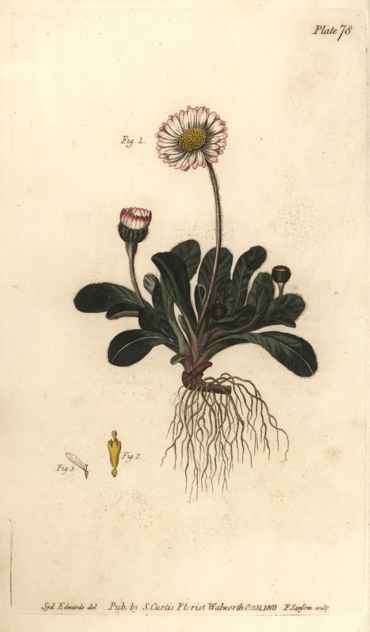 sedmikráska, Bellis perennis, Polygamia superflua. Ručně kolorovaná mědirytina F. Sansoma botanické ilustrace Sydenhama Edwardse pro přednášky Williama Curtise o botanice dodané v Botanické zahradě v Lambeth od Sydenham Teast Edwards