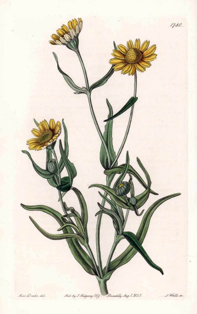 Daisy variete „zlatá“, endemit Kalifornie – vyryl S. Watts, z ilustrace Sarah Anne Drake (1803-1857), z Botanického registru Sydenham Edwards (1768-1819), Anglie od Sydenham Teast Edwards