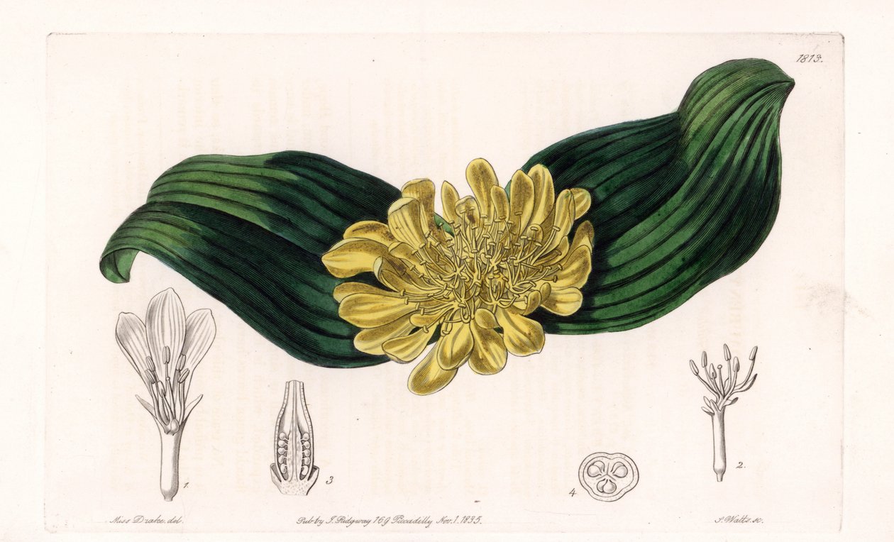 Daubenya Variete - Talíř vyrytý S. Wattsem, z ilustrace Sarah Anne Drake (1803-1857), z Botanického registru Sydenham Edwards (1768-1819), Anglie od Sydenham Teast Edwards