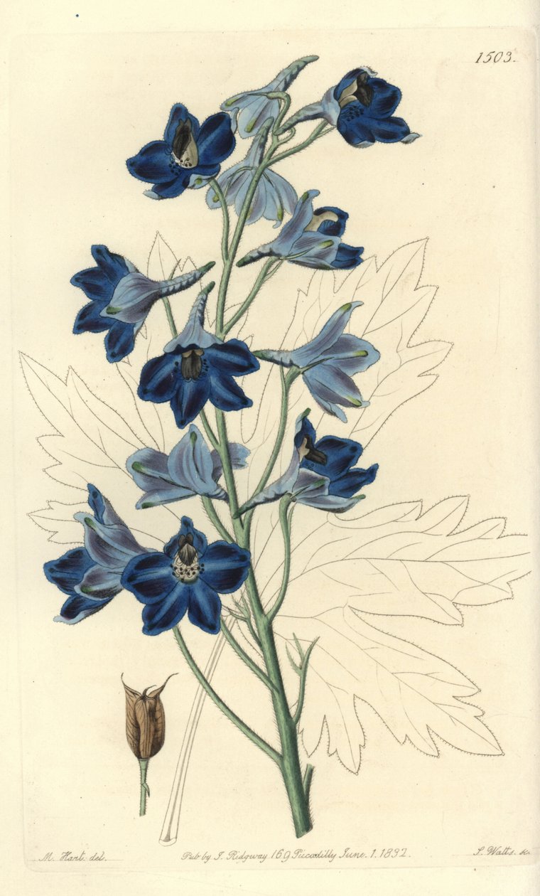 Dauphinelle nebo Lark Foot - Shewy delphinium, Delphinium speciosum. Ručně kolorovaná mědirytina S. Wattse podle ilustrace M. Harta z Sydenham Edwards