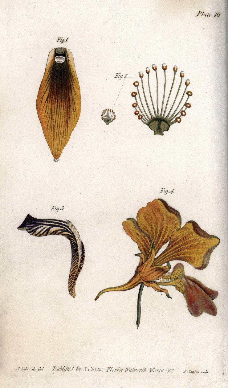 Podrobný popis stonku a koruny fritillary. Barevná mědirytina, ilustrace Sydenham Edwards (1768-1819) pro Conference of Botanical, Botanická zahrada Lambeth (Anglie) od Sydenham Teast Edwards