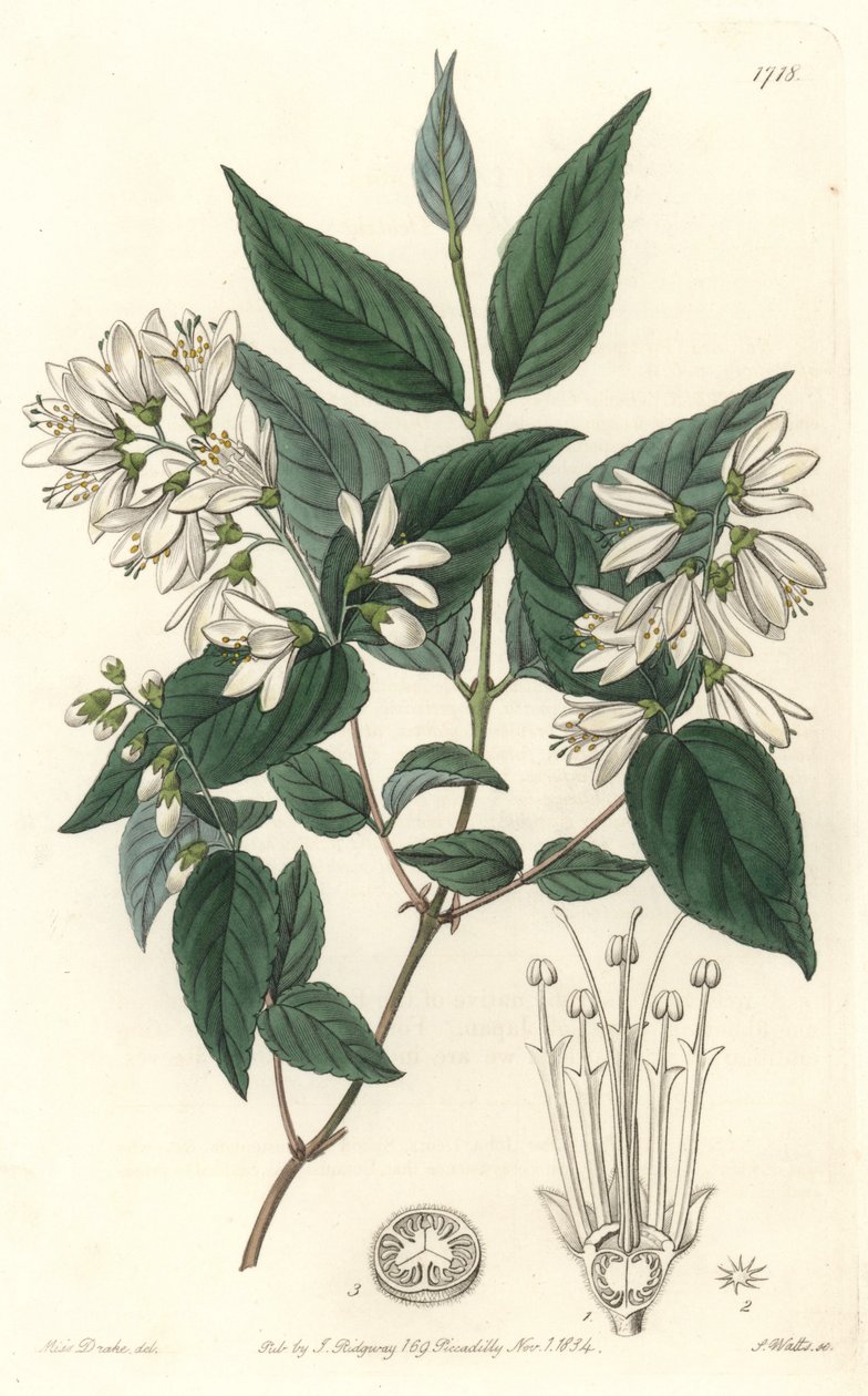 Deutzie rude, původem z Japonska - Water forte od S. Wattse z ilustrace Sarah Anne Drake (1803-1857), z Botanického rejstříku od Sydenham Teast Edwards