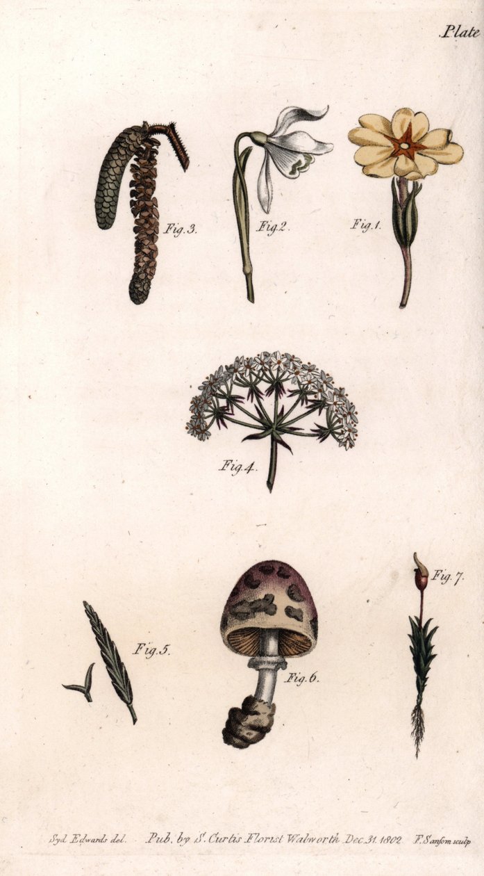 Různé kalichy: primerose, snow pierce, lískový ořech, cike, tráva, houba a mech. Barevná mědirytina, ilustrace Sydenham Edwards (1768-1819) pro Conference of Botanical, Botanická zahrada Lambeth (Anglie) od Sydenham Teast Edwards