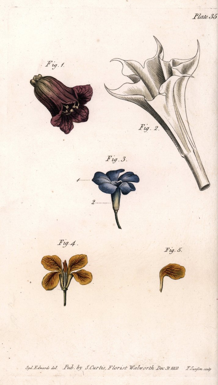 Různé corolles: belladonna, stramoine durman, velký brčál a giroflee zdí. Barevná mědirytina, ilustrace Sydenham Edwards (1768-1819) pro Conference of Botanical, Botanická zahrada Lambeth (Anglie) od Sydenham Teast Edwards
