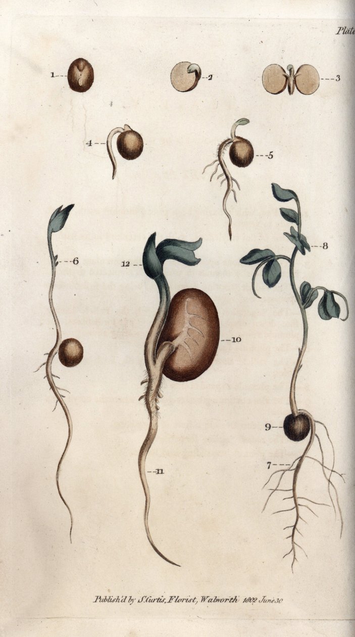 Různé kroky klíčení semene hrachu a fazole obecného. Barevná mědirytina, ilustrace Sydenham Edwards (1768-1819) pro Conference of Botanical, Botanická zahrada Lambeth (Anglie) od Sydenham Teast Edwards