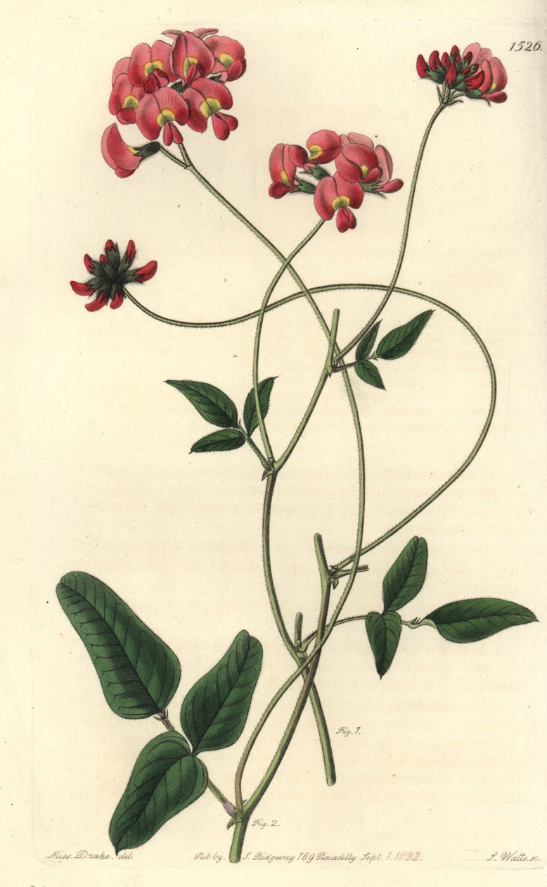 Dilated kennedya, Kennedya dilatata. Ručně kolorovaná mědirytina od S. Wattse podle ilustrace slečny Sarah Drakeové z botanického registru Sydenhama Edwardse, Ridgeway, Londýn od Sydenham Teast Edwards