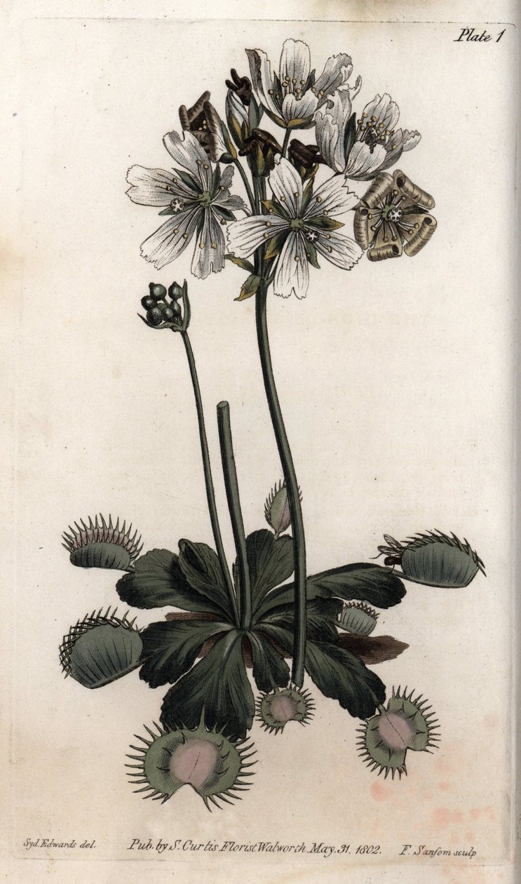 Dionee chytí mouchu nebo vlčí past. Barevná mědirytina, ilustrace Sydenham Edwards (1768-1819) pro Conference of Botanical, Botanická zahrada Lambeth (Anglie) od Sydenham Teast Edwards
