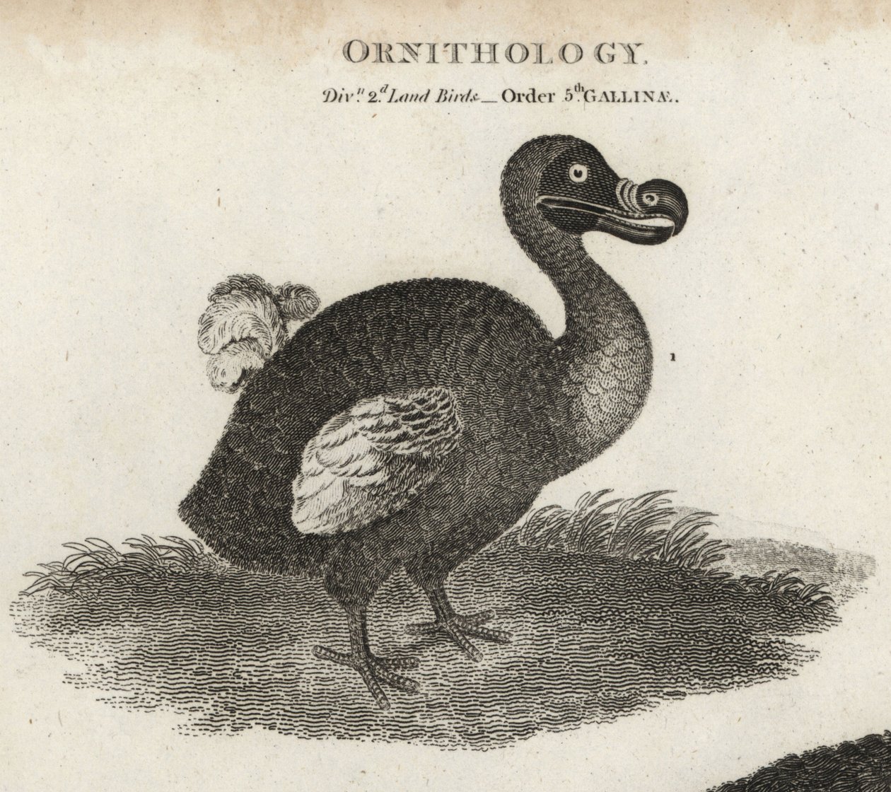 Dodo, Raphus cucullatus, vyhynulý nelétavý pták. Mědirytina T. Miltona podle ilustrace Sydenhama Edwardse z Cyclopaedia nebo Universal Dictionary, Londýn Abrahama Reese od Sydenham Teast Edwards