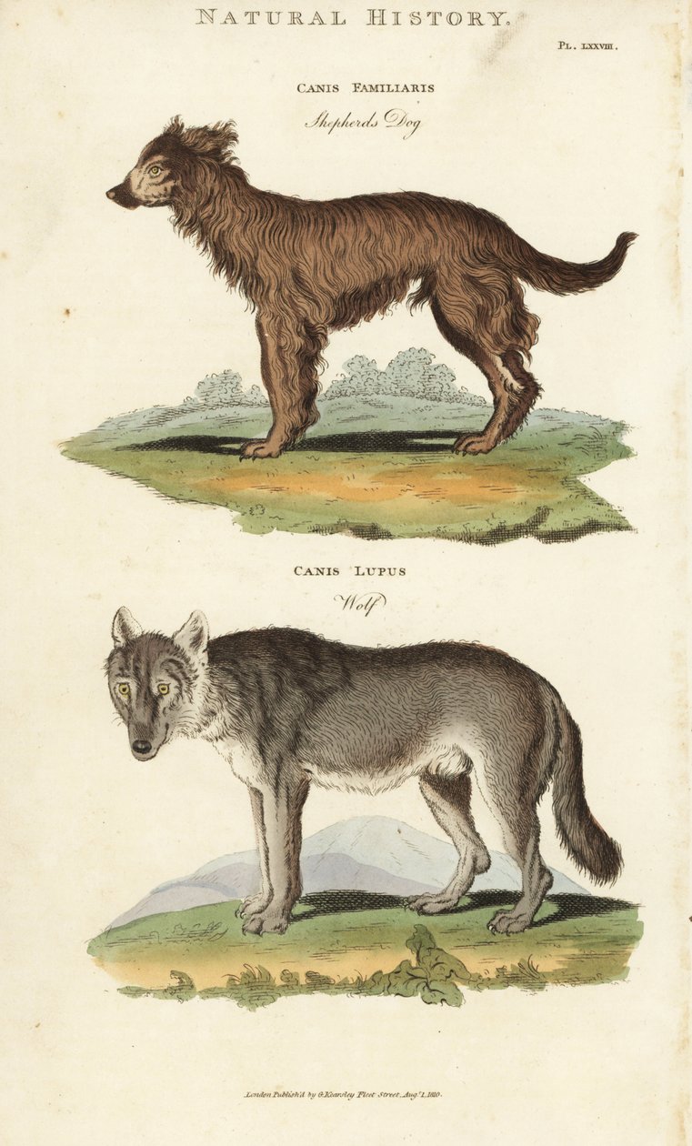 Pes a vlk - pastevecký pes, Canis familiaris, a vlk, Canis lupus. Ručně kolorovaná mědirytina podle Sydenhama Edwardse z John Mason Good