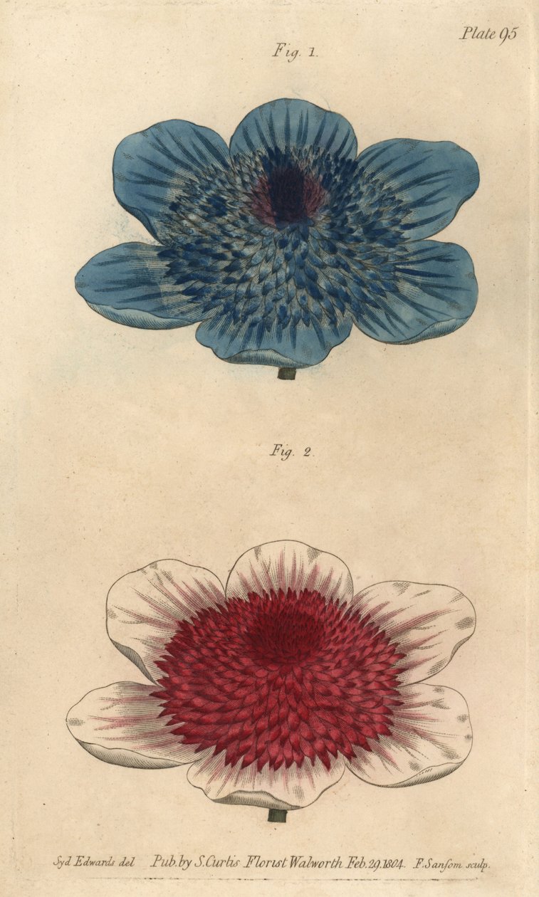 Dvojité modré sasanky a dvojité sasankové odrůdy, Anemone coronaria. Ručně kolorovaná mědirytina F. Sansoma botanické ilustrace Sydenhama Edwardse pro přednášky Williama Curtise o botanice, které byly dodány v Botanické zahradě v Lambeth od Sydenham Teast Edwards