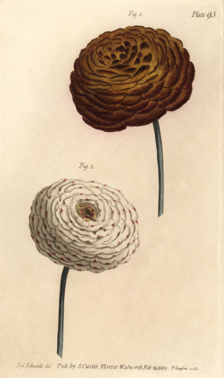 Dvojité odrůdy pryskyřníku, pryskyřník perský, pryskyřník asijský. Ručně kolorovaná mědirytina F. Sansoma botanické ilustrace Sydenhama Edwardse pro přednášky Williama Curtise o botanice, které byly dodány v Botanické zahradě v Lambeth od Sydenham Teast Edwards