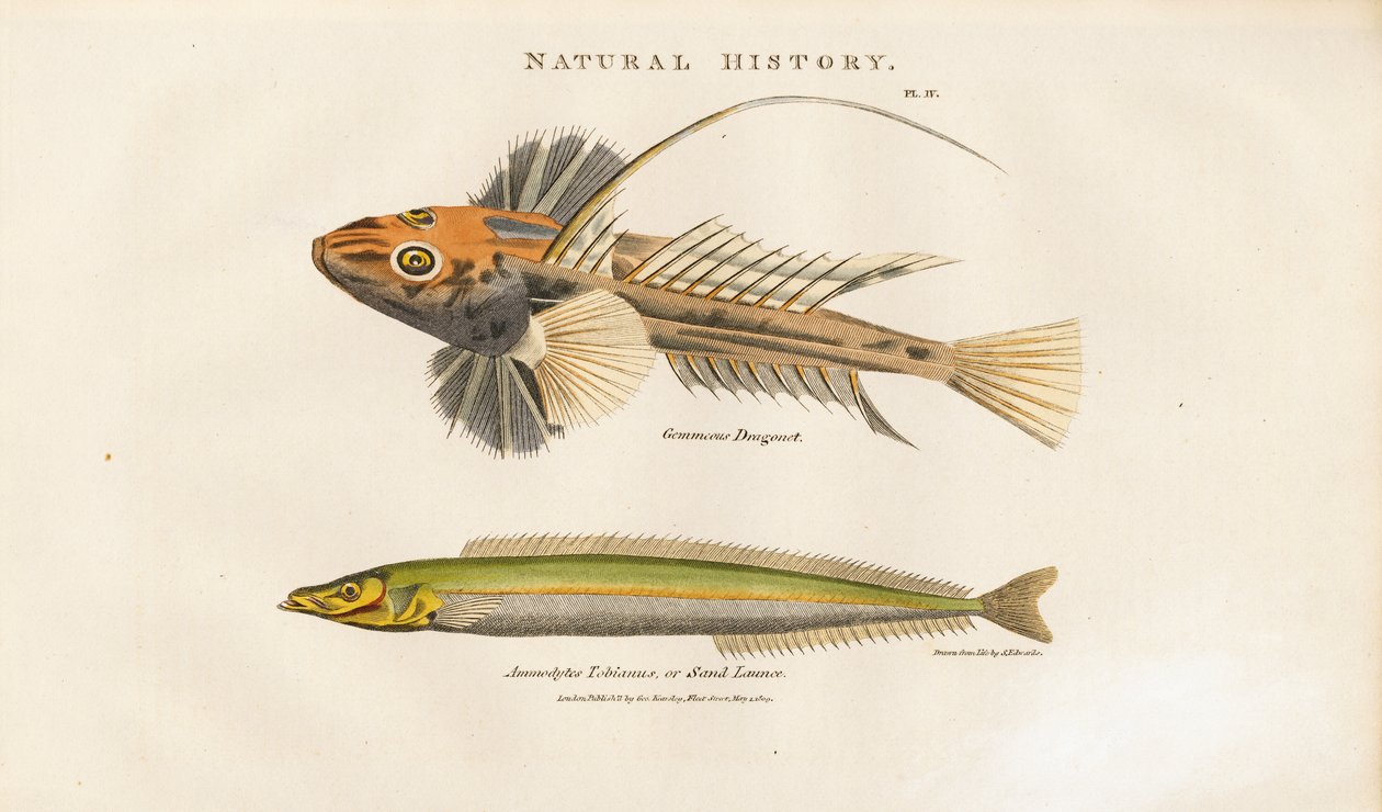 Dragonet a Sand Lance od Sydenham Teast Edwards