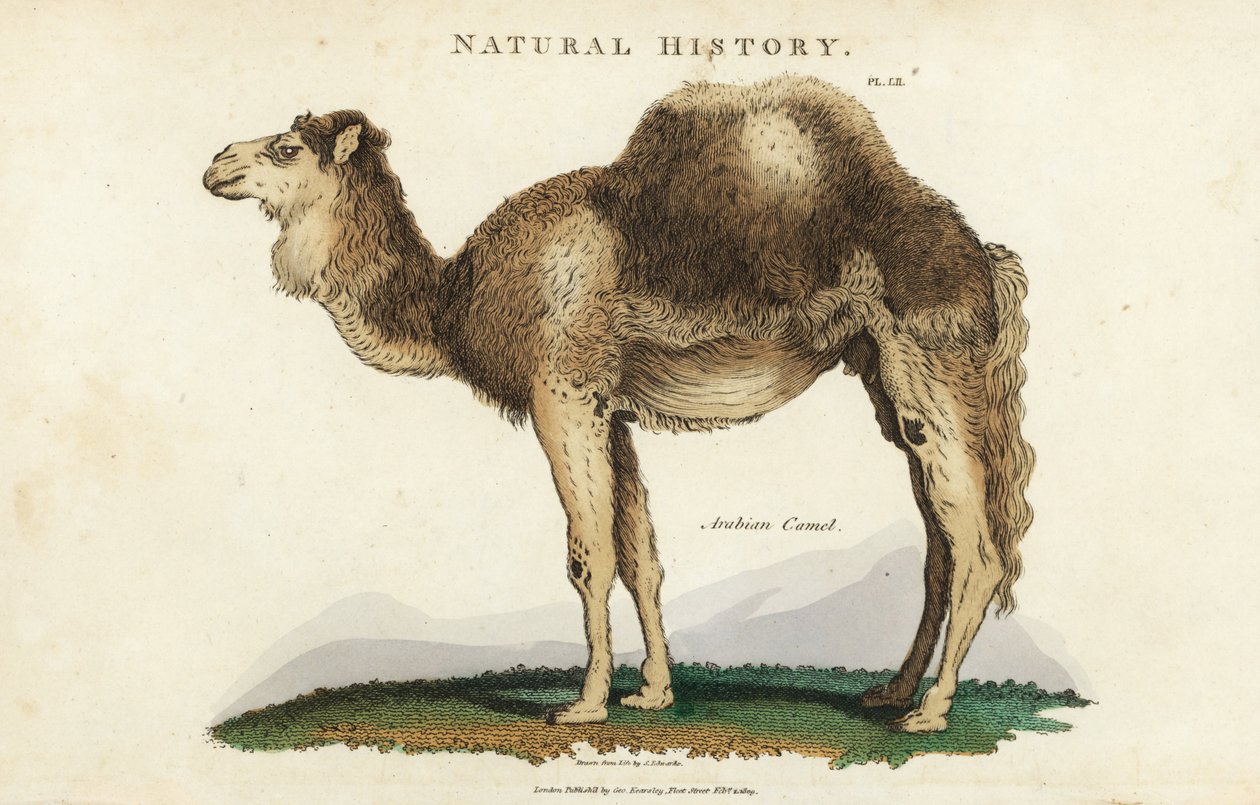 Dromedár - arabský, velbloud dromedár nebo jednohrbý, Camelus dromedarius. Ručně kolorovaná mědirytina podle Sydenhama Edwardse z John Mason Good