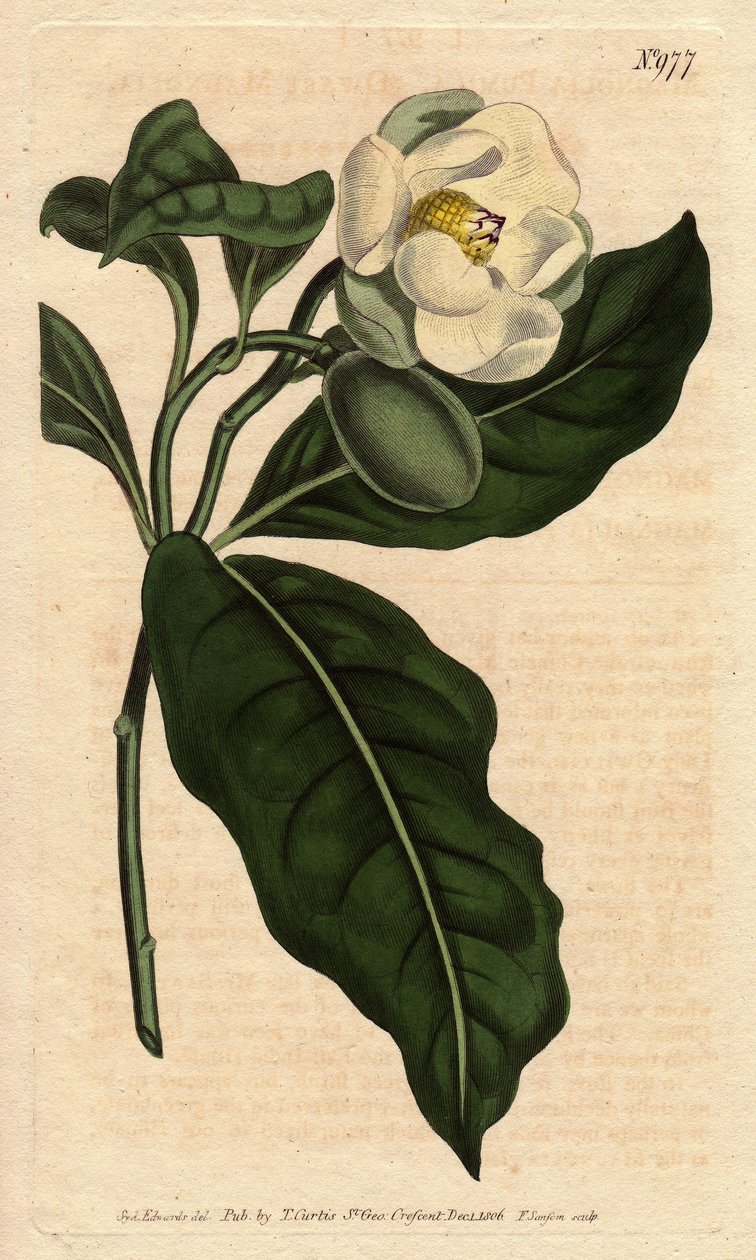 Zakrslá magnólie s bílým květem, původem z Cjine a Jávy. Zakrslá magnólie s bílými květy, původem z Číny a Jávy. Magnolia coco (Magnolia pumila). Ručně kolorovaná mědirytina z botanické ilustrace Sydenhama Edwardse od Williama Cu od Sydenham Teast Edwards