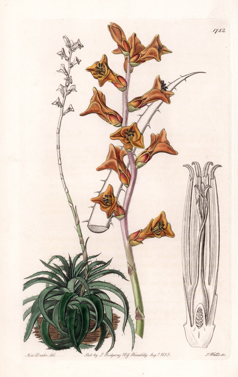 Dyckia, sukulentní rostlina s oranžovými květy, původem z Brazílie - Gravírovaná deska od S. Wattse, z ilustrace Sarah Anne Drake (1803-1857), z Botanického registru Sydenham Edwards (1768-1819), Anglie od Sydenham Teast Edwards