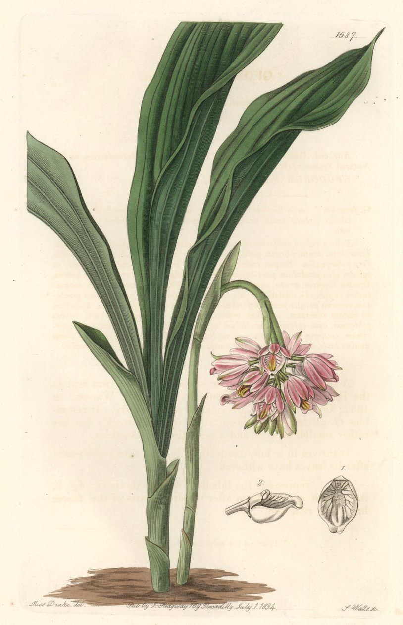 Earth Orchid, původem ze Srí Lanky - S. Watts Strong Water z ilustrace Sarah Anne Drake (1803), z Botanického registru od Sydenham Teast Edwards