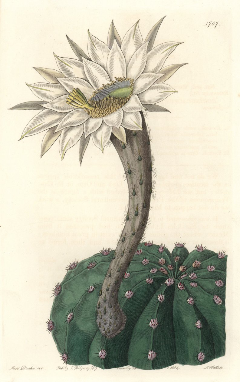 Echinocactus eyriesii, kvetoucí kaktus, původem z Mexika - Silná voda od S. Wattse z ilustrace Sarah Anne Drake (1803-1857), z Botanického registru od Sydenham Teast Edwards