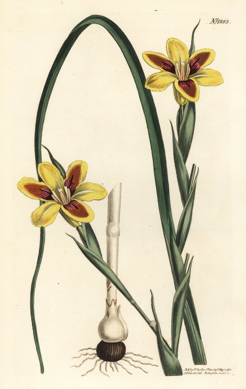 Elegantní moraea, Moraea elegans (Moraea spicata). Ručně kolorovaná mědirytina F. Sansom Jr. podle ilustrace Sydenhama Edwardse z William Curtis