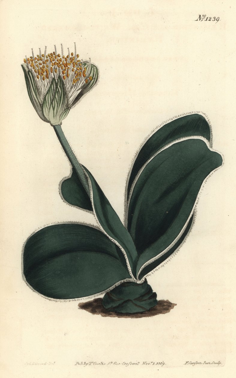 Sloní ucho - bělokvětý haemanthus, Haemanthus albiflos. Ručně kolorovaná mědirytina od F. Sansom Jr. podle ilustrace Sydenhama Edwardse z William Curtis